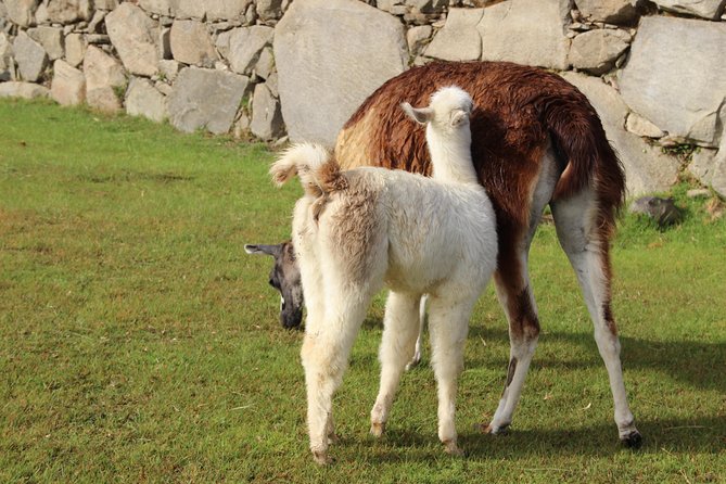2-Day Tour to Machu Picchu From Cusco, Peru - Important Information