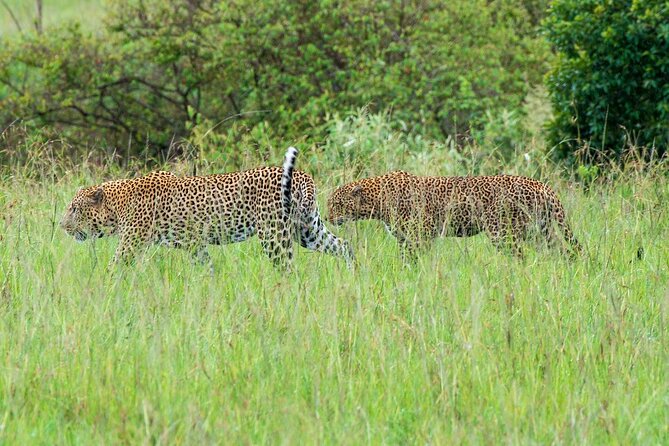 2-Day Tsavo East Private Tour - Pickup and Meeting Details