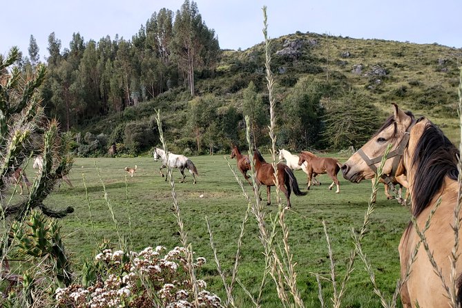2 Days 1 Night Horseback Tour to Huchuy Qosqo - Pickup Information