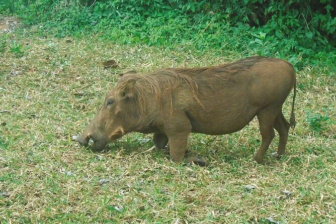 2 Days /1 Night Safari to Mikumi - Transportation and Accessibility