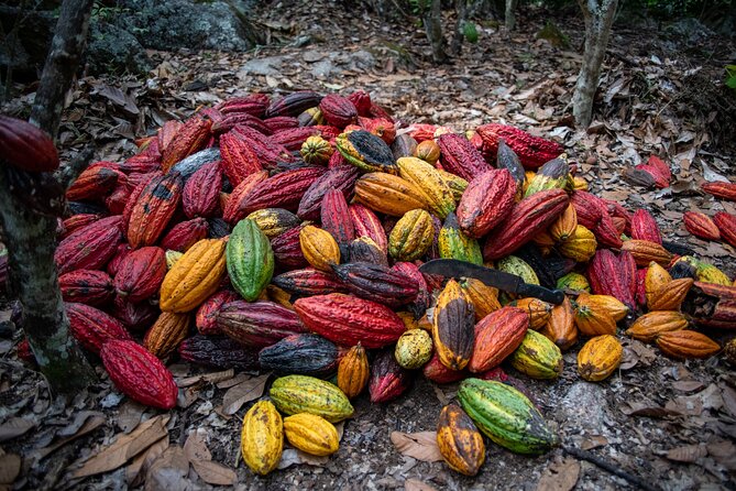 2 Days/1 Night Tour: Be Immersed in a Cocoa Farm in the Jungle of Cusco - Included Meals and Accommodations