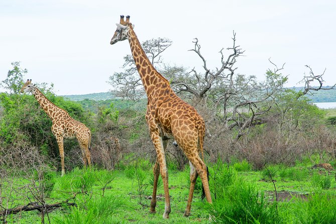 2 Days Akagera Wildlife Safari - Meals and Accommodations