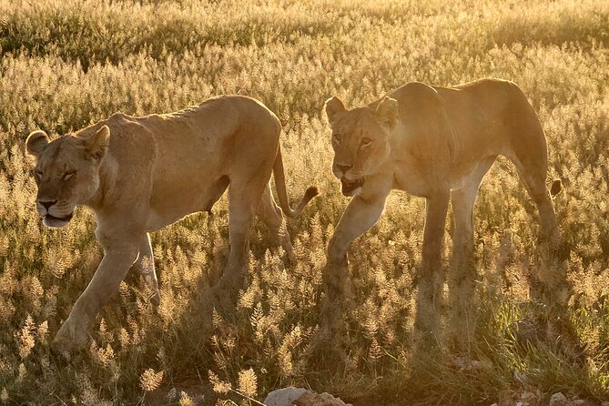 2 Days Amboseli Park Overnight Private Safari - Amboseli National Park