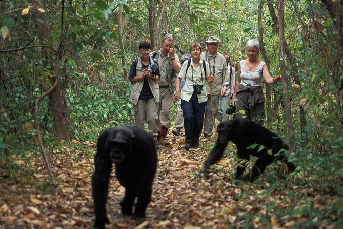 2 Days Chimpazee Safari in Kibale Forest Park Uganda. - Health and Accessibility