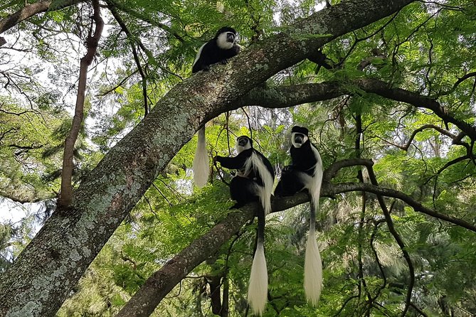 2 Days Ethiopian Rift Valley Lakes Tour From Addis Ababa - Inclusions and Exclusions