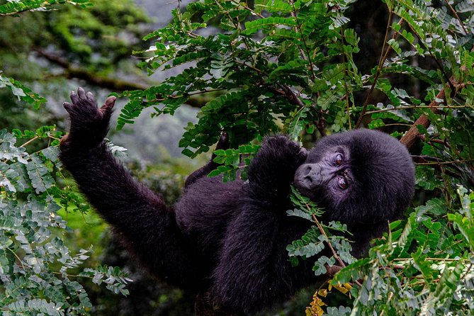 2 Days Gorilla Trekking Uganda - Private Overnight Tour