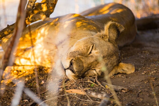 2 Days Mikumi Private Safari From Zanzibar With Accommodation - Pickup and Meeting Details