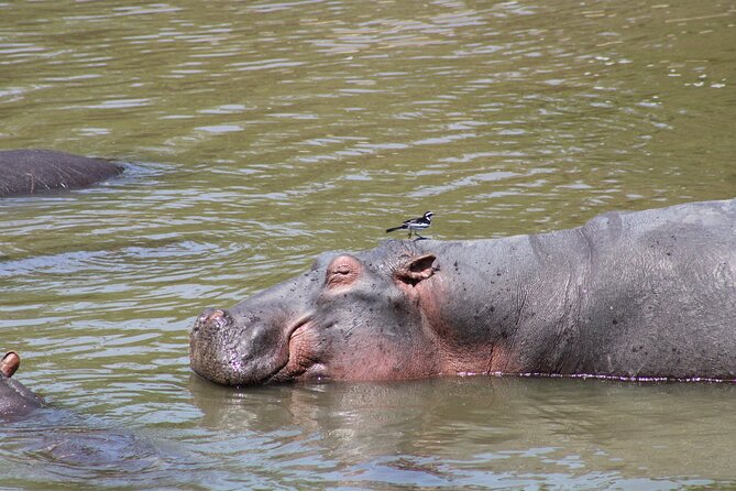 2 Days Private Camping Safari - Transportation and Accessibility