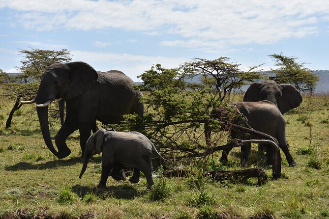 2 Days Safari Through Tarangire NP and Lake Manyara NP - Included Meals