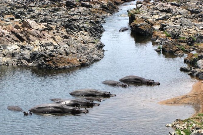 2 Days Selous Game Reserve Safari From Zanzibar or Dar Es Salaam - Transportation and Logistics
