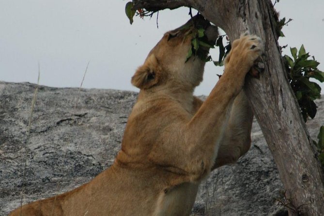 2 Days Tarangire & Ngorongoro Budget Safari Tour Tanzania - Safari Itinerary and Schedule