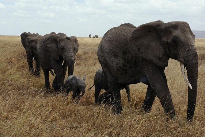 2 Days Tarangire & Ngorongoro Crater Safari Tour Tanzania - Group Size and Start Time