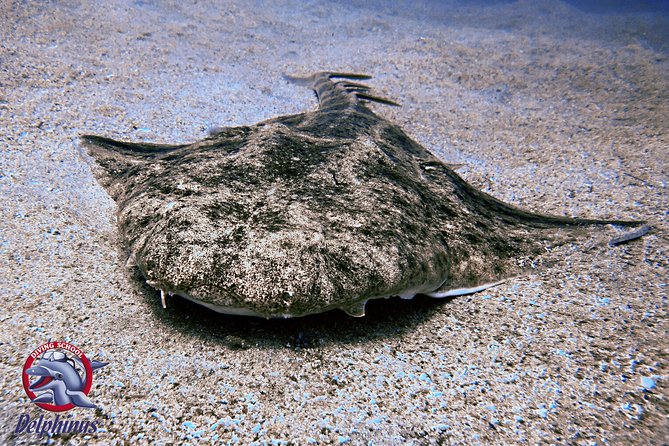 2 Diving Sites Scuba Diving Package in Gran Canaria - Dive Certification Requirements
