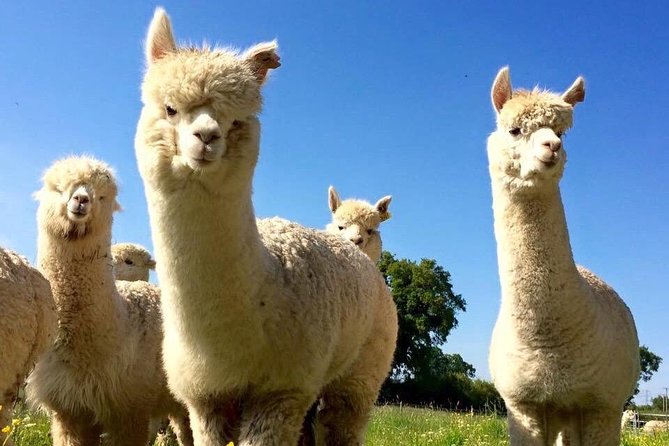 2-Hour Alpaca Farm Experience in Kenilworth - Expectations for the Tour