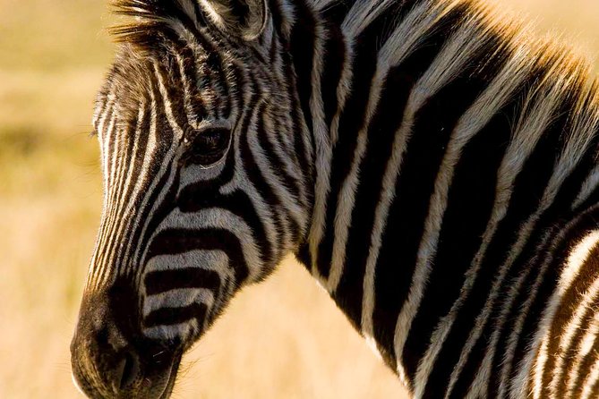 2-Hour Game Drive at the Plettenberg Bay Game Reserve - Tour Logistics and Pricing Details