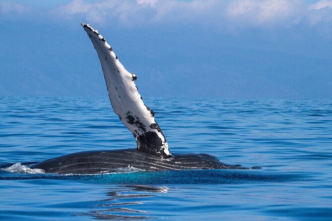 2 Hour Waikiki Whale Watching in Honolulu - Meeting Location and Check-in
