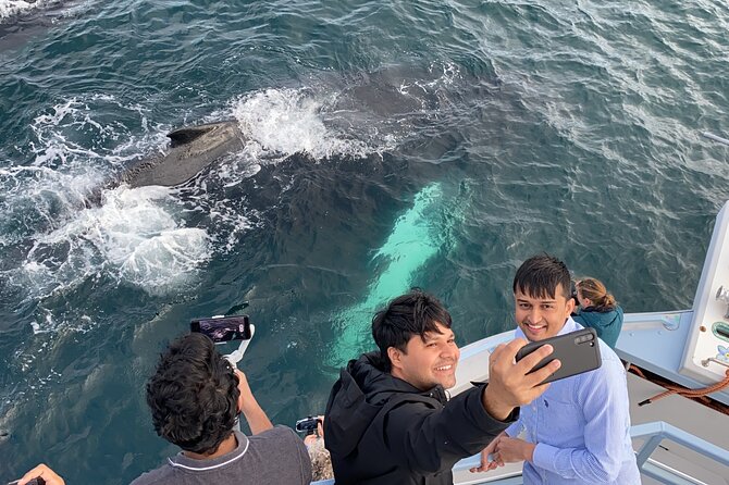 2 Hours Guided Whale and Bird Boat Tour in Bay Bulls - Booking Process