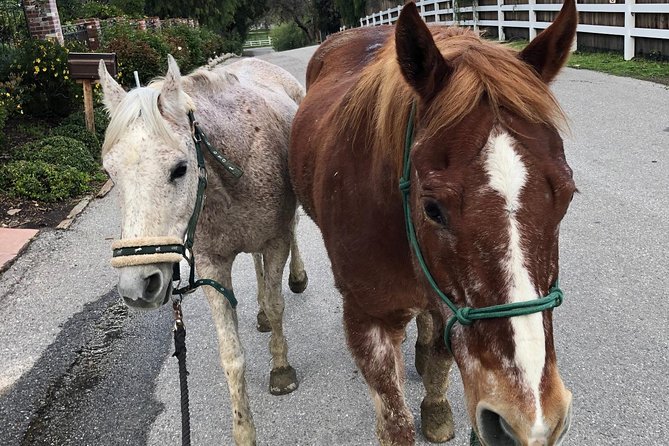 2 Hours Horseback Riding Adventure in Agoura Hills - Customer Feedback and Experiences