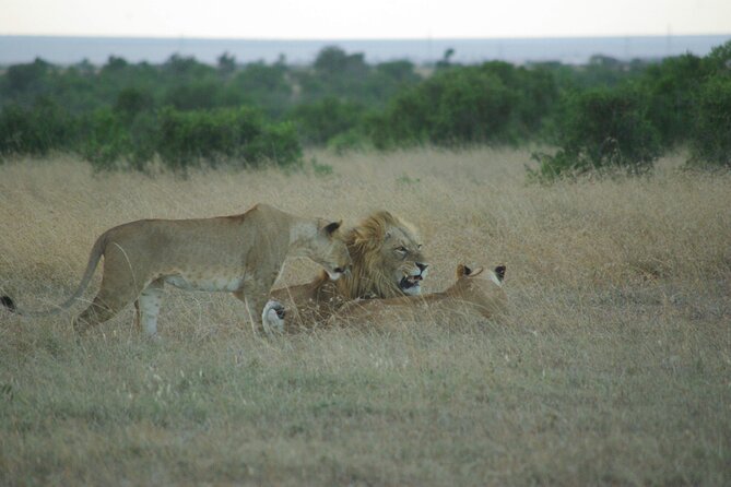 2 Nights 3 Days Masai Mara Safari Package - Health and Accessibility