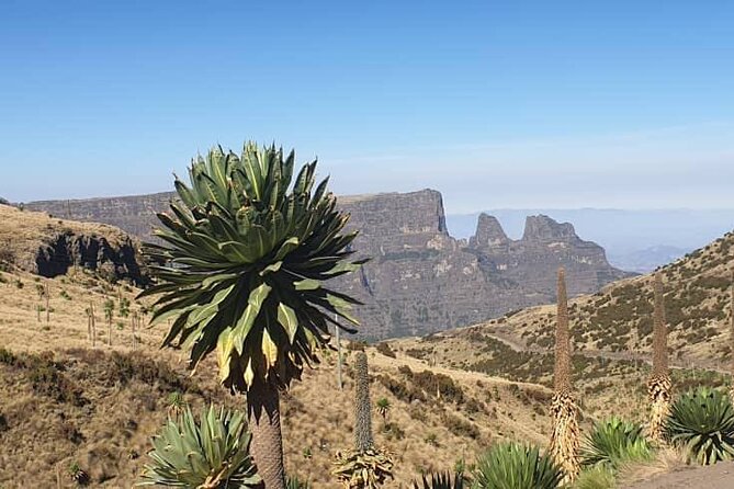 2 Nights 3 Days Trek to Semien Mountain - Health and Safety Considerations