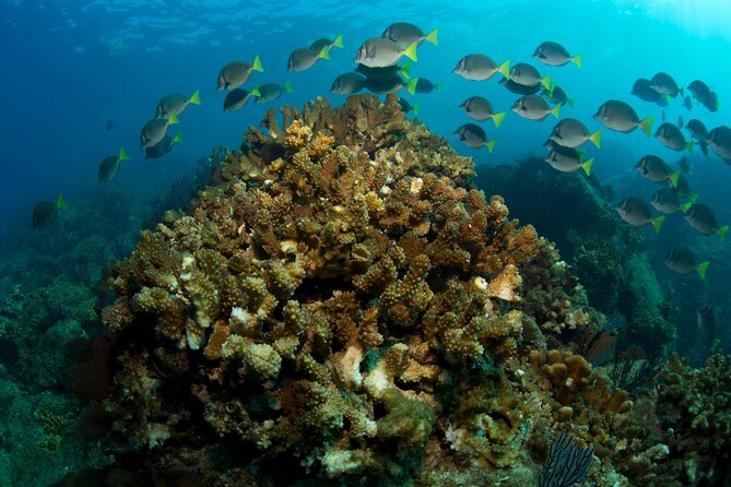 2 Tank Combo Cabo Reserve & Corridor, Certified Divers With MANTA - Dive Master and Guest Experiences