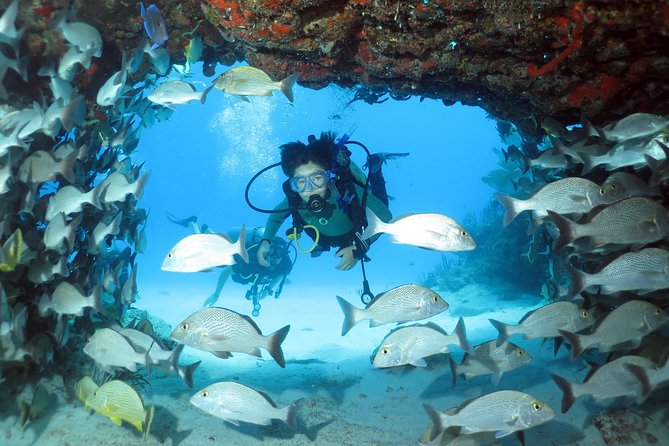 2-Tank Morning or Afternoon Dives in Playa Del Carmen Certified Divers Only - Choosing Morning or Afternoon Dives