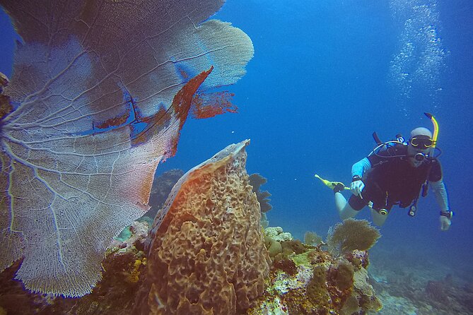 2 Tanks Scuba Diving Wreck and Reef in Cancun for Certified Divers - Traveler Recommendations