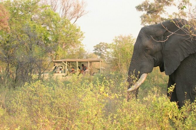 3-Day Chobe National Park Camping Safari From Victoria Falls - Health and Accessibility