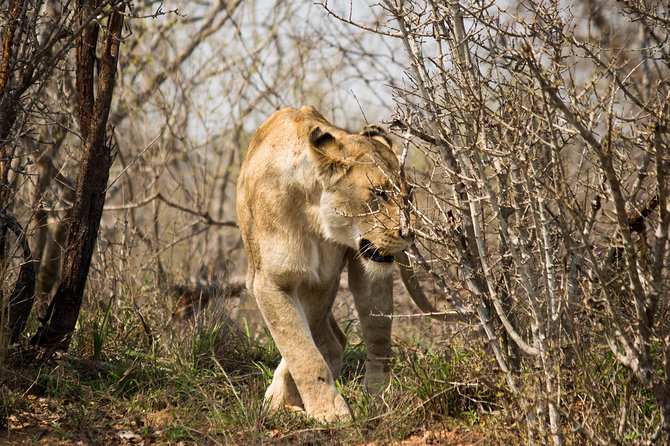 3 Day Lodge/Masango Kruger National Park Safari - Itinerary Overview