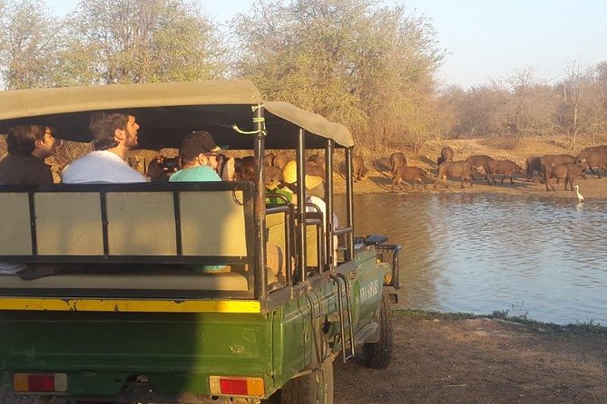 3 Day Lodge/Treehouse Kruger National Park Safari - Transportation and Logistics