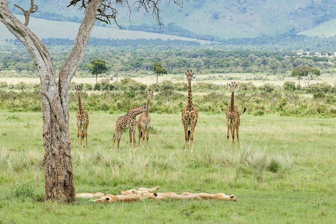 3-Day Masai Mara Budget Camping Safari - Special Requirements