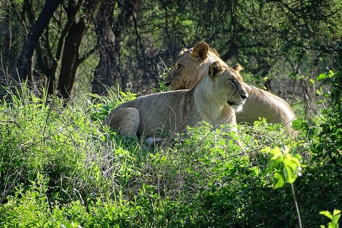 3-Day Ngorongoro Crater Manyara and Tarangire Safari From Arusha - Wildlife Highlights
