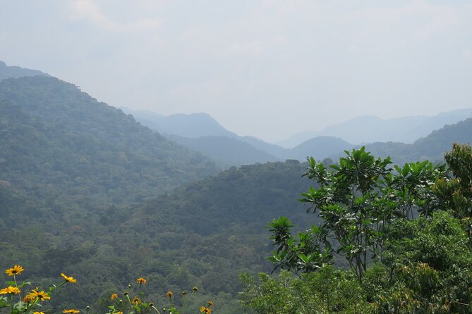 3 -Day Private Gorilla Trekking Safari in Bwindi Forest - Safari Highlights