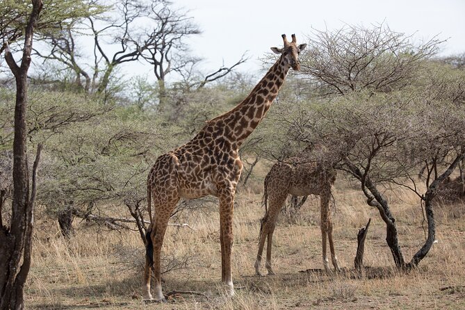 3 Day Private Serengeti Safari Tour With One Way Flight - Meeting and Pickup Details