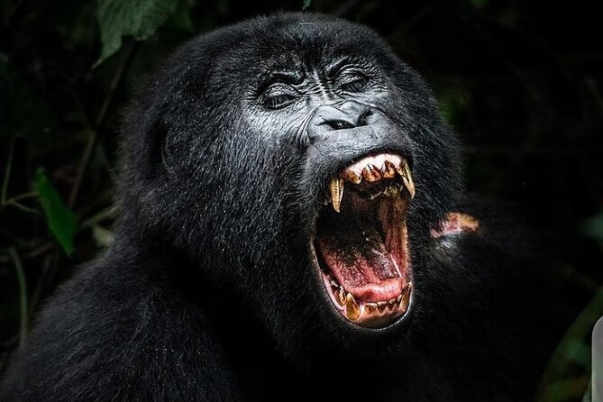 3 Days Best of Queen Elizabeth National Park Wildlife Tour - Schedule