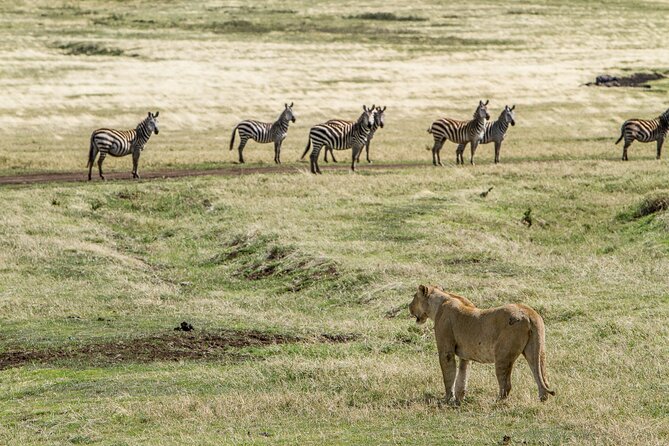 3 Days Big Five Unforgetable Lodging Tanzania Safari - Schedule and Accessibility