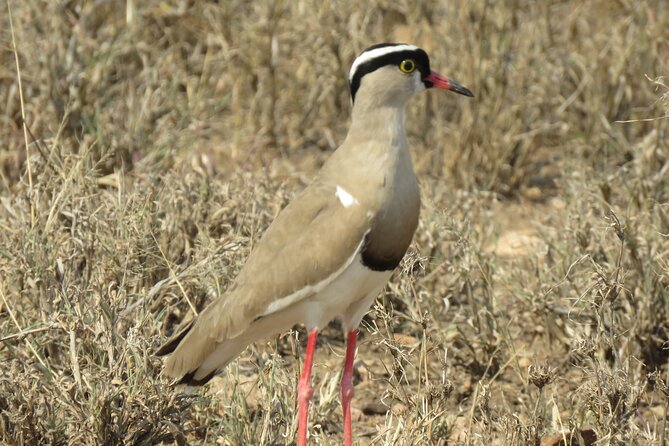 3 Days Exploring Serengeti & Ngorongoro Crater From Arusha - Pickup and Departure Details