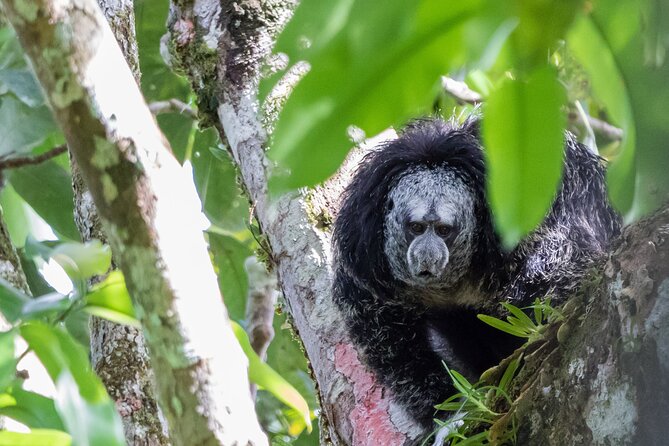 3 Days Jungle Tour Expedition Amazonia in Ecuador Rainforest - Camping and Outdoor Activities