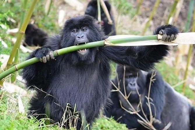 3 Days Lake Bunyonyi and Gorilla Trekking Tour in Uganda - Itinerary and Tour Details