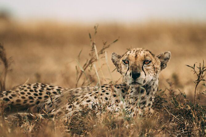 3-Days Lodge Safari in Tarangire, Ngorongoro Crater & Lake Manyara - Relaxing at Lake Manyara