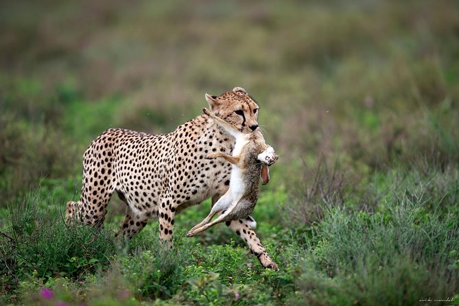3 Days Luxury Lodge Safari in Tanzania - Diverse Meal Options Available