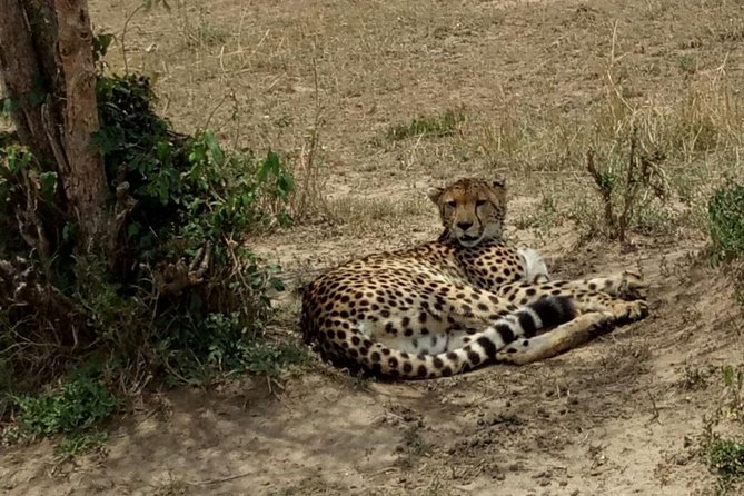 3 Days Maasai Mara Budget Group Safari - Transportation and Vehicles