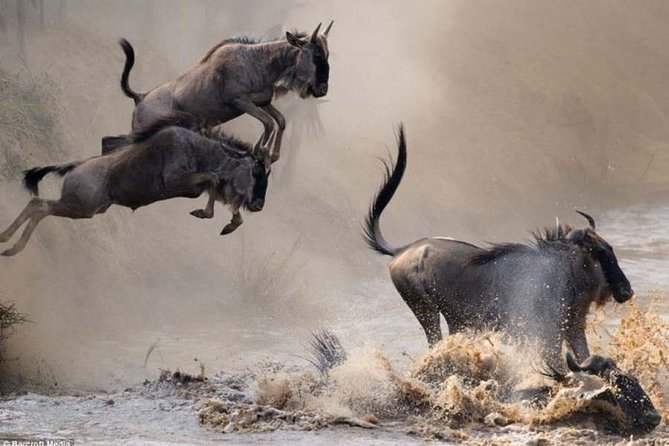 3 Days Masai Mara - Tour Logistics and Schedule