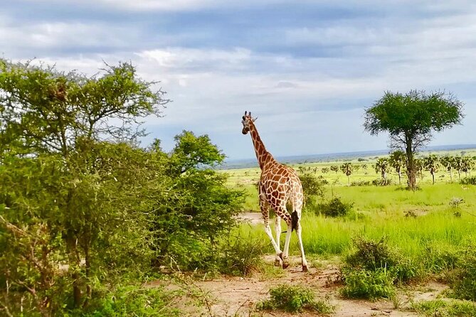 3 Days Murchison Falls National Park Safari & Rhino Tracking - Boat Cruise on the Nile
