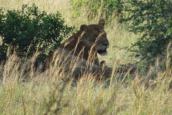 3 Days Murchison Falls Park Uganda - Delta and Victoria Nile Cruise