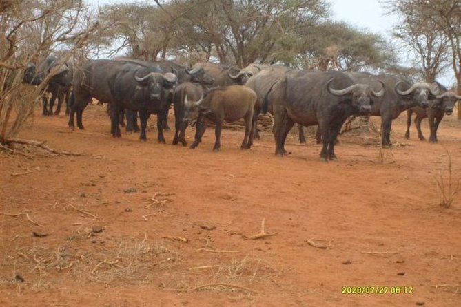 3 Days Red Elephant Safari - Transportation Details