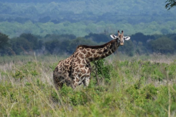 3 Days Safari to Mikumi and Udzungwa - Accommodation Options