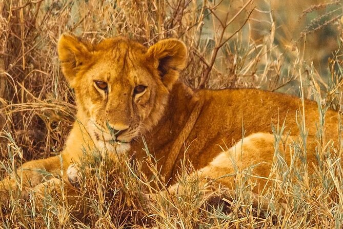 3 Days Safaris Mid-Range Serengeti Tanzania - Transportation Options