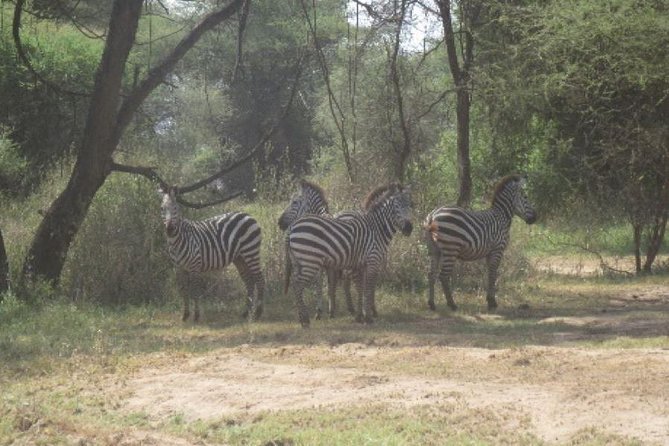 3 Days Selous Game Reserve Fly From Zanzibar - Accommodation Details