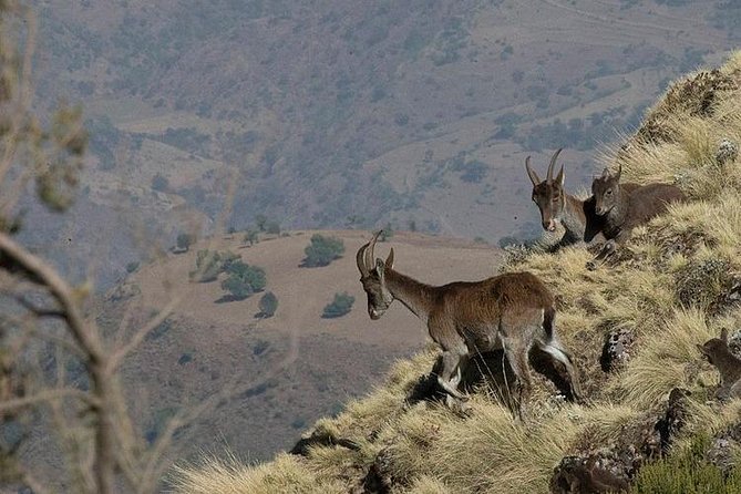 3 Days Simien Mountains Trekking - Whats Included in the Package
